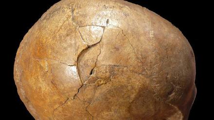 Dieser versteinerte Schädel wurde ursprünglich in einer Höhle im südlichen Transsilvanien (Rumänien) freigelegt und soll etwa 33.000 Jahre alt sein.