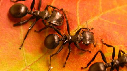 Die räuberische Ameisenart Cephalotes atratus lebt auf Bäumen - eine bereits vor Millionen von Jahren entstandene Lebensweise, von der auch die Pflanze profitiert. 