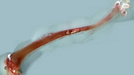 Am Rand dieses durch "Clearing" durchsichtig gemachten Mausknochens finden sich Hunderte feinster Kapillaren. Dabei handelt es sich um die neu entdeckten Transkortikalgefäße.