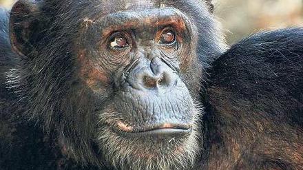 Killerinstinkt. Nicht der Mensch bringt Schimpansen-Männchen wie Titan dazu, Artgenossen zu töten. Überfälle auf Nachbarn haben vielmehr einen evolutionären Sinn.