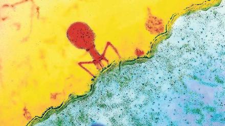 Nicht außerirdisch. Sondern innerbakteriell: Phage beim Andocken. 