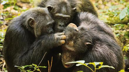 Kakama, das dominante Männchen unter den Kanyawara-Schimpansen (links) in einer „Grooming“-Session mit einem älteren Männchen (rechts), und einem Weibchen in der Mitte.