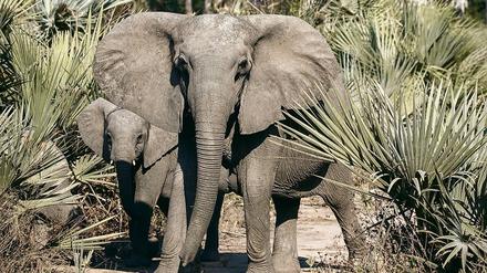 Oben ohne: Fehlende Stoßzähne können ein Vorteil sein für Elefanten.