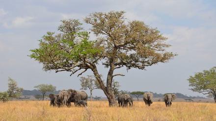 Die Weibchen Afrikanischer Elefanten, hier im Serengeti-Nationalpark in Tansania, bleiben oft ihr ganzes Leben bei der Herde ihrer Mutter.