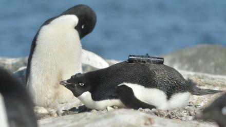 Ein Pinguin ausgestattet mit einer Videokamera auf seinem Rücken und einem Beschleunigungsmesser auf seinem Kopf