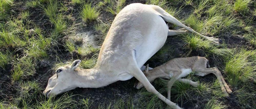 Verendet. Eine Saiga-Antilope und ihr Kalb liegen leblos am Boden. Der Tod kommt binnen weniger Stunden. In betroffenen Herden gibt es kein Tier, das überlebt.