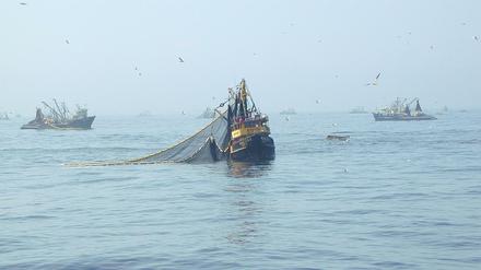 Die Fischkutter im Einsatz vor der peruanischen Küste sind Teil der größten auf eine Fischart spezialisierten Fangflotte der Welt.