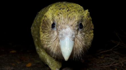 Ein Kakapo auf der sogenannten Codfish Island in Neuseeland.