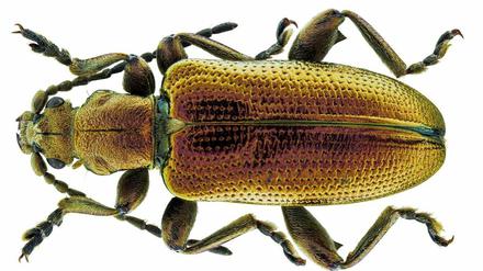 Ein golden schimmernder Käfer mit länglichem Leib liegt auf einer weißen Unterlage.