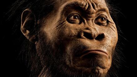 So könnte die Frühmenschenart Homo naledi laut einer Rekonstruktion anhand von Knochenfunden in einer südafrikanischen Höhle ausgesehen haben. .